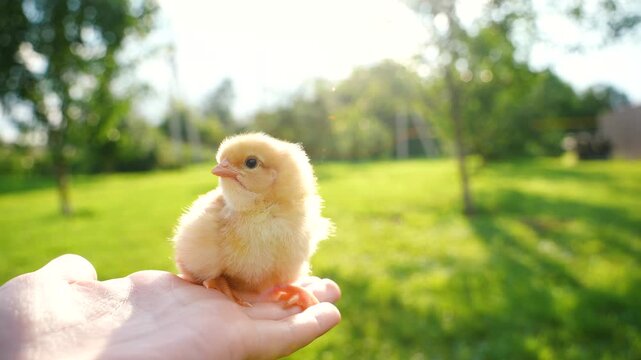 chick in hand