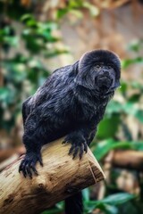 Majestic Titi Monkey