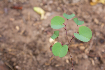 Young plant with fresh round green leaves sprouting from thin stems, symbolizing growth and renewal...