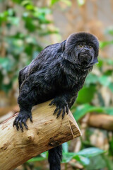 Jungle Titi Monkey Portrait
