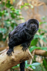 Perched and Pondering