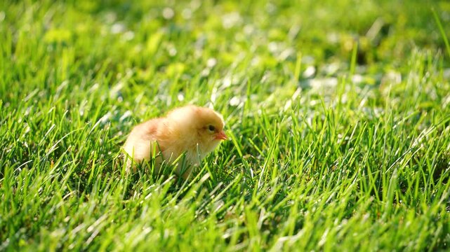 A little lonely chick is sitting in the grass and squeaking