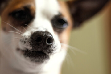 Black wet dog nose close-up.