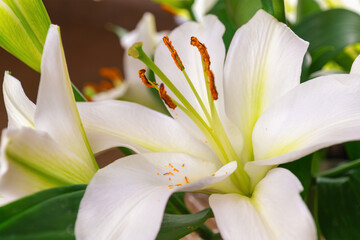 Obraz premium Close-up of blooming white lily with green leaves and prominent stamens
