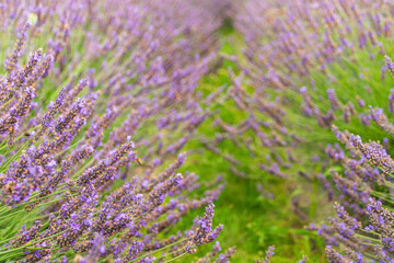 Vibrant lavender fields in full bloom under a clear sky