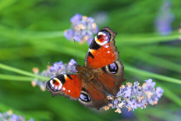 Vibrant peacock butterfly resting on lavender flowers