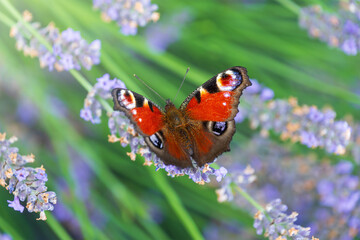 Vibrant peacock butterfly resting on lavender flowers in lush garden