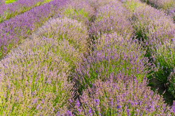 Blooming lavender fields in vibrant sunset light with rows of purple flowers