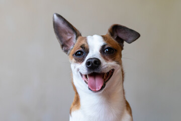 Portrait of funny dog with open mouth and tongue sticking out