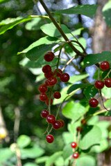 red berries of red Virgin cherry (Prunus virginiana)