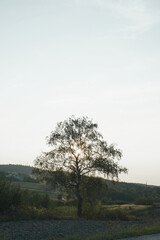 a serene landscape with a single tree in the foreground, surrounded by a stone path. The background features rolling hills and a clear sky, creating a peaceful and natural scene.