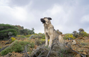 Guard dog in wild coastal landscape against sky.