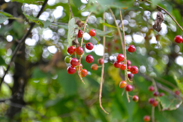 red berries of red Virgin cherry (Prunus virginiana)