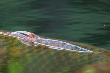 fish at surface