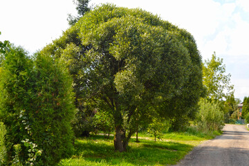 spherical willow tree, the tree does not need to be pruned