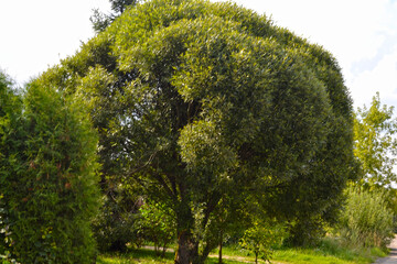 spherical willow tree, the tree does not need to be pruned