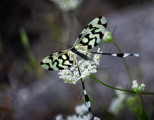 Zebra butterfly on a wildflower with a blurred background