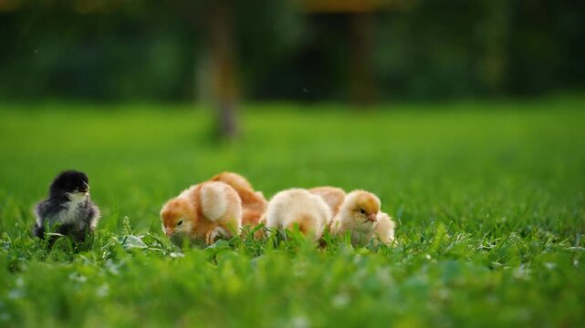 little yellow chickens in a green meadow