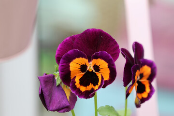 purple and orange pansies