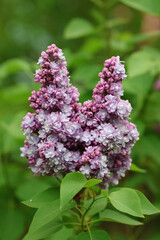 lilac flowers in the forest