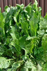 horseradish bush (rustic) - Armoracia rusticana