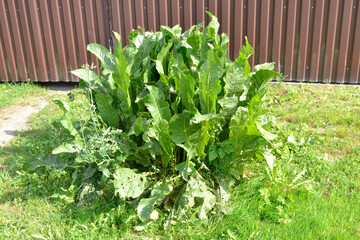 horseradish bush (rustic) - Armoracia rusticana