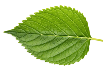 A single fresh green leaf showcasing detailed texture, intricate veins, and serrated edges, perfectly isolated on a white background.