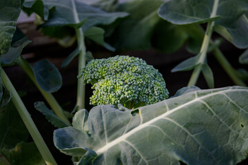Green buds on broccoli growing among the leaves. 
