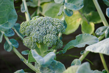 Green buds on broccoli growing among the leaves. 
