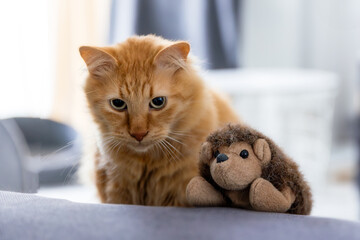 Ginger cat with plush toy, indoors, looking down