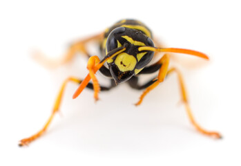 Wasp isolated on white.