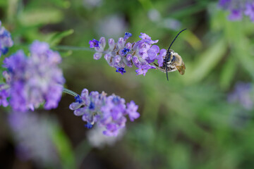 Long-horned bee (Eucera) on a purple lavender flower. 
