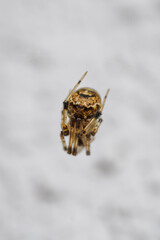 Curled-up tiny spider against a white background. 
