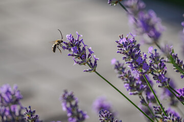 Long-horned bee (Eucera) on a purple lavender flower. 
