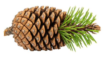 Isolated pine cone with needles