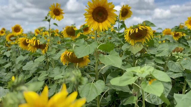 field of sunflowers in the summer