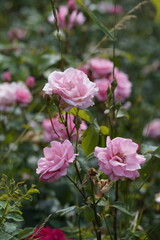 quantum Cambridge valentine roses on different scales and with macro photography
