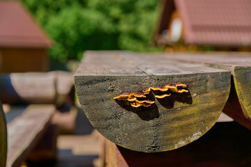 Close-up of aged wooden picnic table with cluster of vibrant orange and yellow shelf fungi growing on edge, sunlit outdoor setting with blurred green background