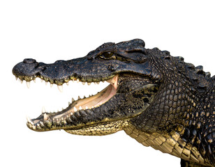 Fototapeta premium Alligator in side view, isolated PNG, Alligator PNG