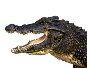 Alligator in side view, isolated PNG, Alligator PNG