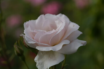 quantum Cambridge valentine roses on different scales and with macro photography