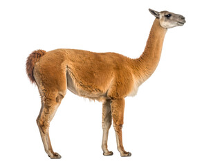 Alpaca standing in side view, isolated PNG