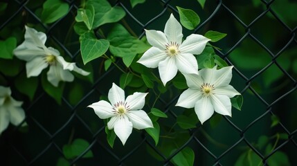 White clematis flowers on a chain-link fence