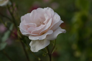 quantum Cambridge valentine roses on different scales and with macro photography
