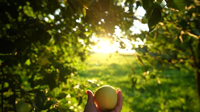 Demonstration of a green apple in hand against the background of the sun and garden, tossing an apple