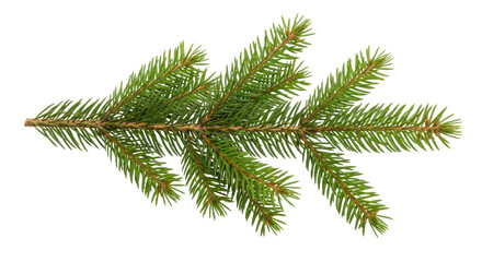 Obraz premium Isolated Fir Branch