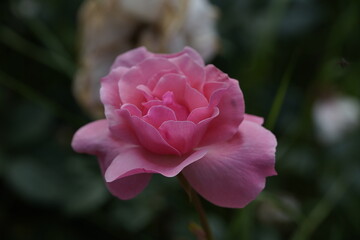 quantum Cambridge valentine roses on different scales and with macro photography