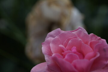 quantum Cambridge valentine roses on different scales and with macro photography