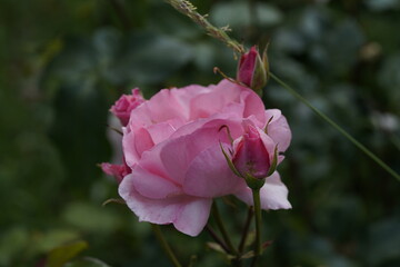 quantum Cambridge valentine roses on different scales and with macro photography