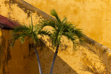 A beautiful yellow colonial wall serves as a backdrop for two palm trees in historic Campeche,...